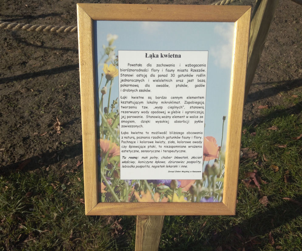 Łąka kwietna powstała na rzeszowskich bulwarach. Kwiaty będą walczyły ze smogiem