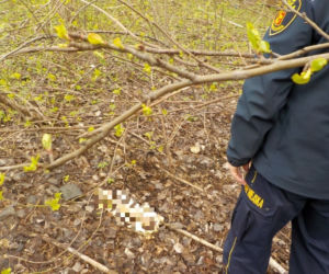 Strażnicy miejscy dokonali makabrycznego odkrycia 