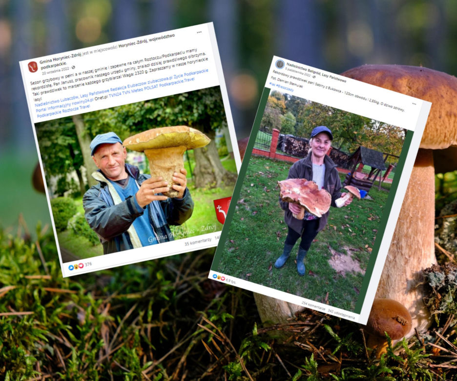 Takie potwory są w polskich lasach! Te okazy to marzenie grzybiarzy