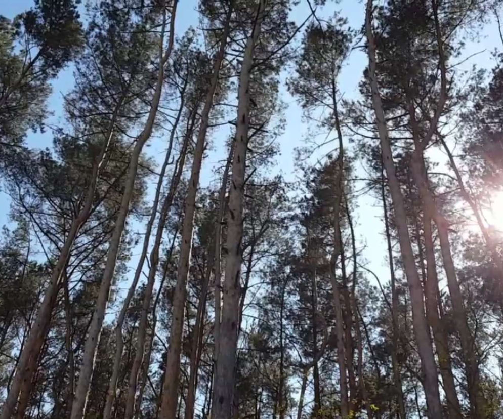 Jesień - dobry moment na posadzenie drzewa. nie trzeba go kupować, wystarczy wziąć udział w akcji Zaadoptuj drzewo. zaprasza na nią prezydent miasta leszna