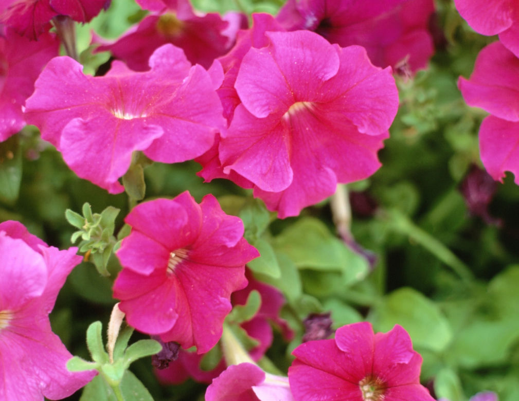 Petunia ogrodowa
