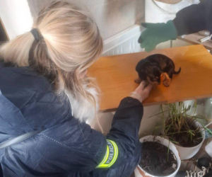 Były niedożywione i zapchlone, miały odmrożone łapy. Dramat 44 małych psów i 3 kotów