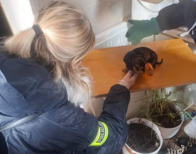 Były niedożywione i zapchlone, miały odmrożone łapy. Dramat 44 małych psów i 3 kotów