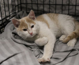 Kot do adopcji - Kot numer 1