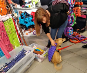 Miłośnicy czworonogów opanowali galerię BWA! Za nami pierwsze PupiLove Targi w Katowicach [ZDJĘCIA, AUDIO]