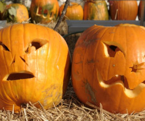 Halloween dynie