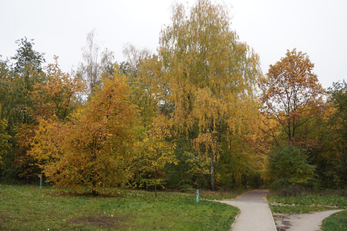 Rezerwat Żurawiniec jesienią
