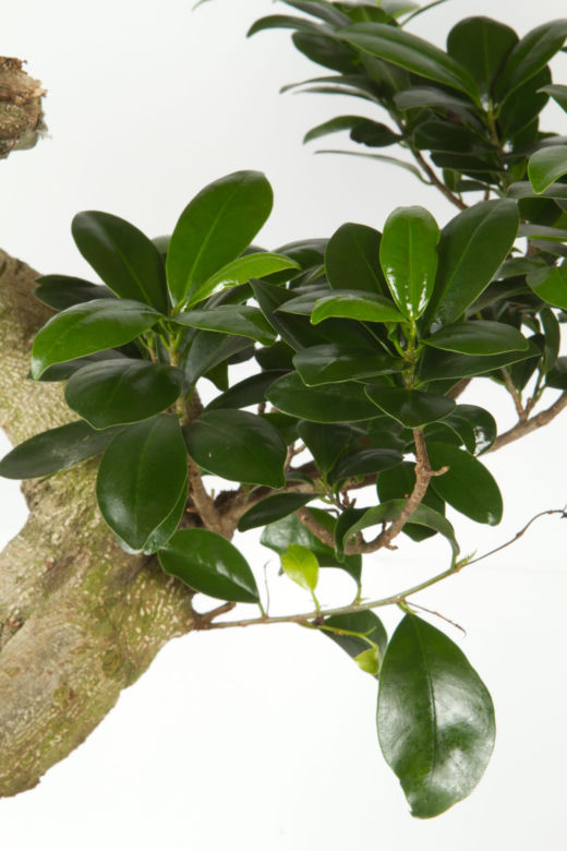 Bonsai Ficus Ginseng