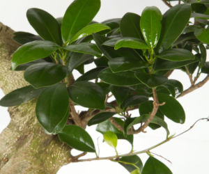 Bonsai Ficus Ginseng
