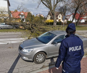 Wichura w Białymstoku. Potężne drzewo ZMIAŻDŻYŁO samochód