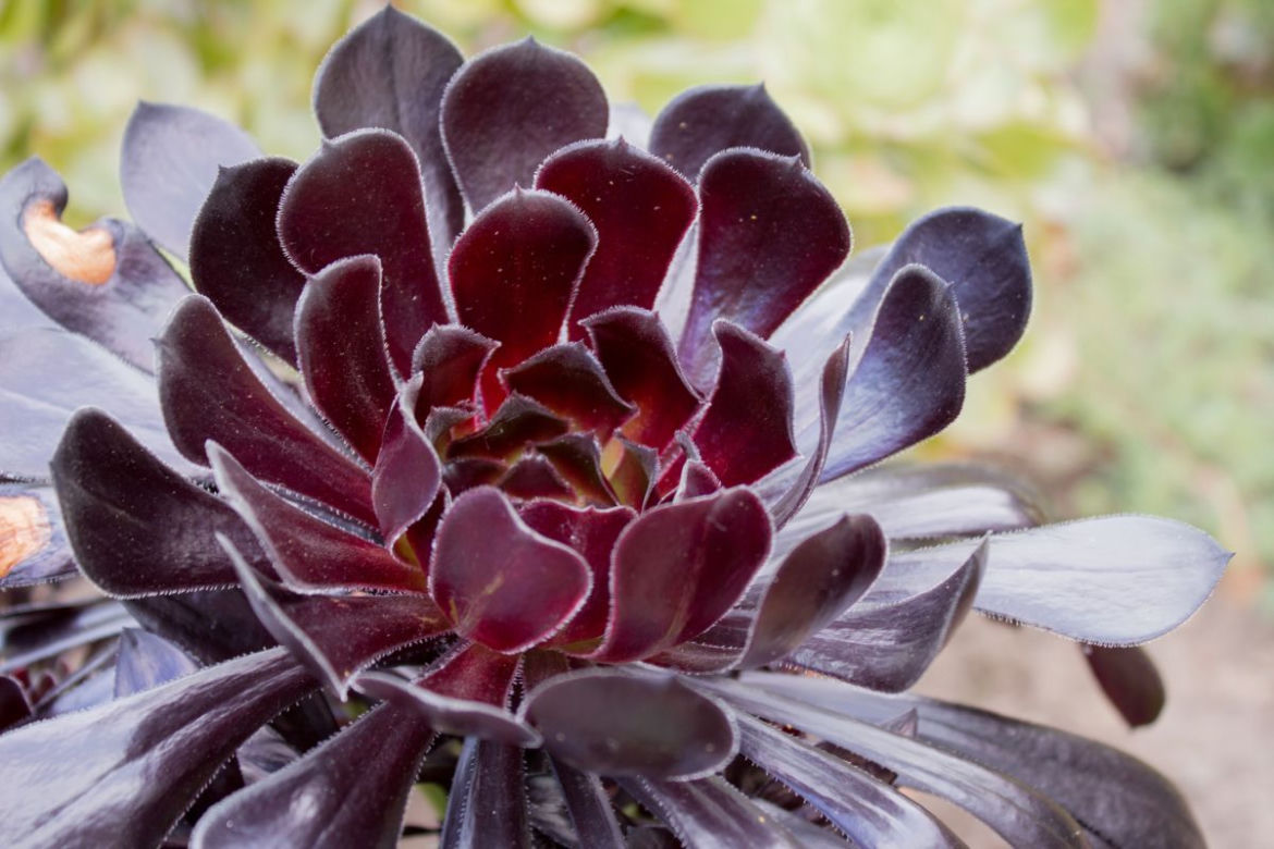 Eonium drzewiaste