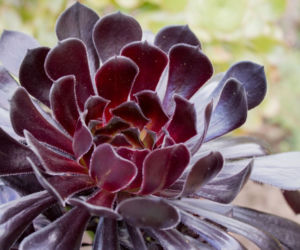 Eonium drzewiaste