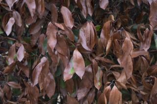 Laurowiśnia po zimie w opłakanym stanie? Sprawdź, jak ją uratować i przywrócić do życia