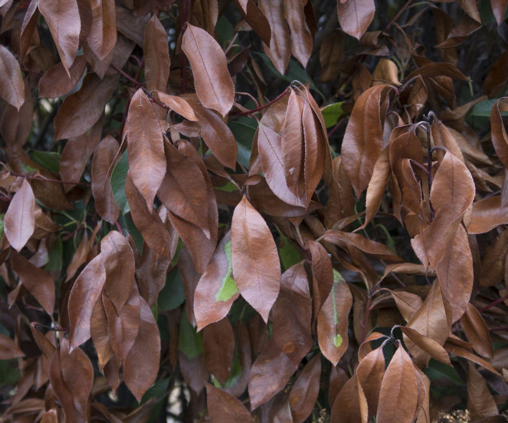 Laurowiśnia po zimie wygląda źle? Sprawdź, jak ją uratować