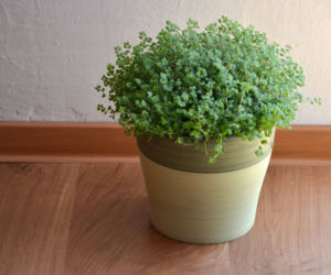 Soleirolia rozesłana