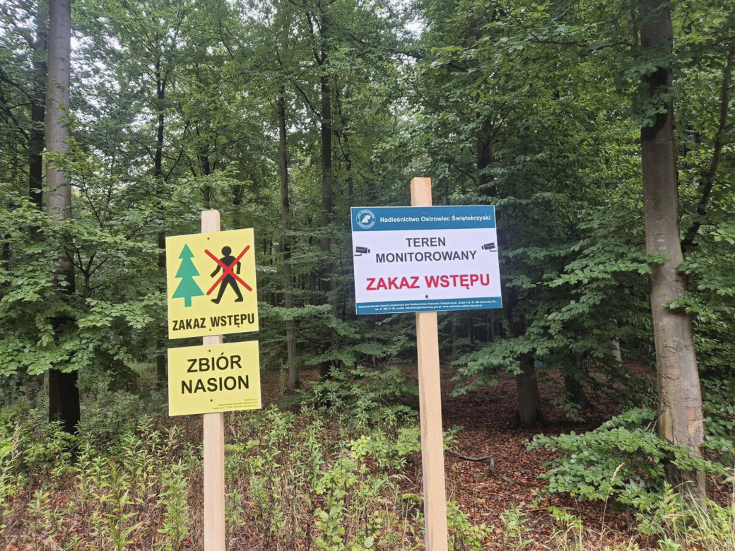 Nasiona tych drzew leśnicy zbierają raz na pięć lat. W miejscach zbioru ZAKAZ wejscia do lasu