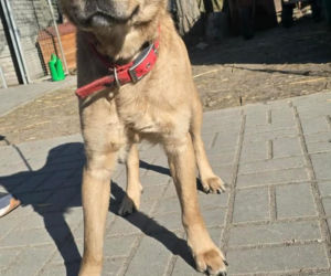 Przywiązana do drzewa i pozostawiona sama w lesie. Suczka cudem przeżyła!