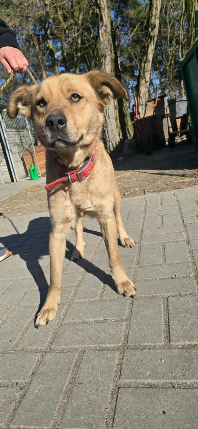 Przywiązana do drzewa i pozostawiona sama w lesie. Suczka cudem przeżyła!