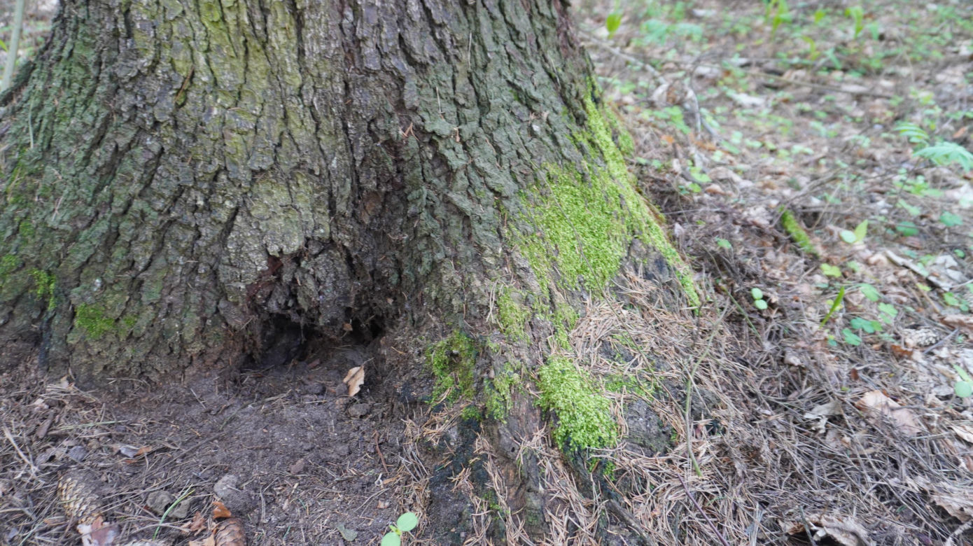 Leży w pobliżu centrum Olsztyna i wygląda bajecznie wiosną. Zobacz piękny rezerwat Mszar [ZDJĘCIA]