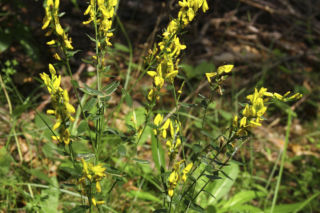 Nostrzyk żółty - Melilotus officinalis