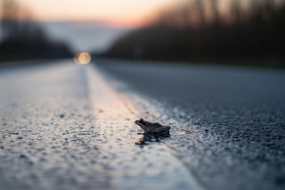 Żaby wstrzymują ruch w Gdańsku. Czy kierowcy odetchną przed terminem?