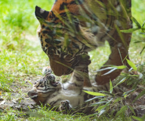Mała tygrysica z wrocławskiego zoo otrzymała słoneczne imię