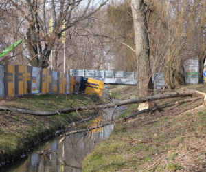 Bobry grasują na mieście [GALERIA]
