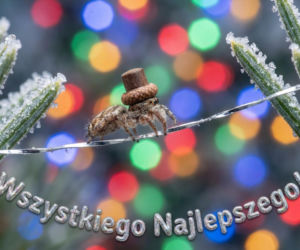 Boże Narodzenie. Najpiękniejsze życzenia, kartki świąteczne. 30 niesamowitych grafik