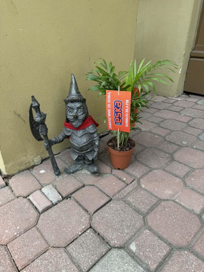 Darmowe palmy na ulicach Suwałk! Niezwykła akcja Radia ESKA