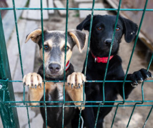 Doda rusza na pomoc zwierzętom! Interwencja w Sobolewie i ostre słowa pod adresem władz gminy