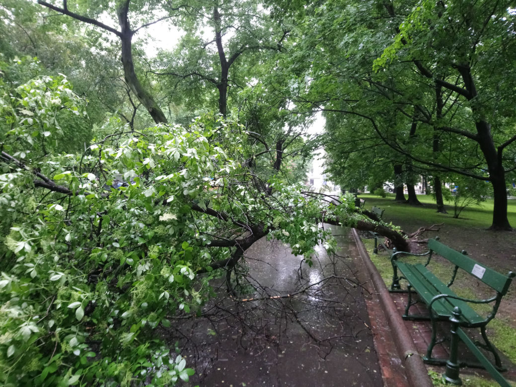 Nawałnica nad Krakowem. Powyrywane drzewa na Plantach