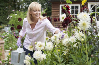 Dalie – pielęgnacja w sierpniu. Jak nawozić, podlewać, podpierać i ogławiać dalie, by kwitły aż do jesieni?