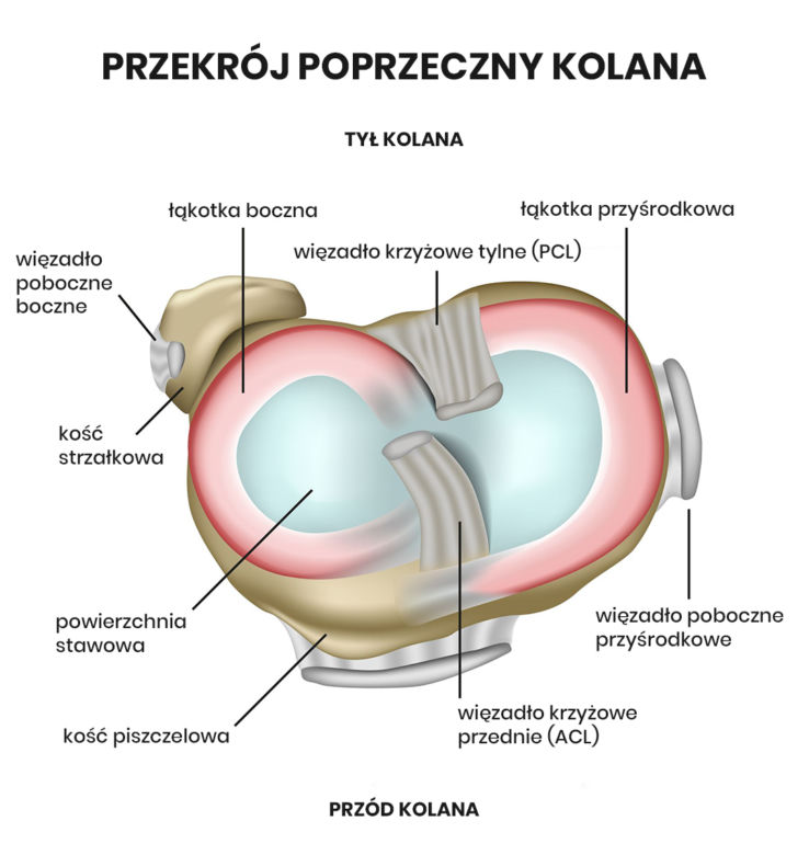 Przekrój poprzeczny kolana