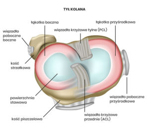 Kolano
