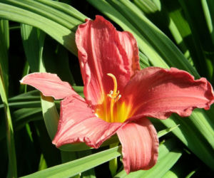 Liliowiec 'Double Firecracer' 