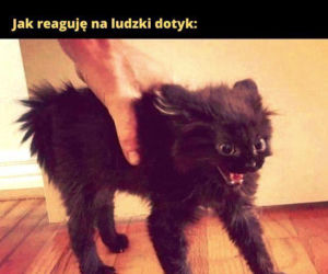 Mruczysz ze śmiechu? Najlepsze memy na Dzień Kota