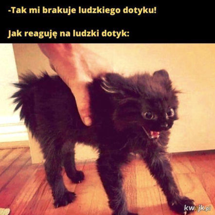 Mruczysz ze śmiechu? Najlepsze memy na Dzień Kota