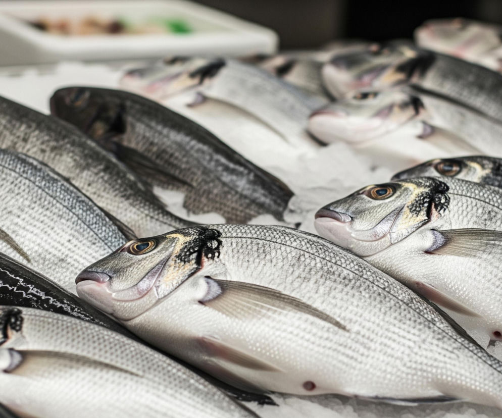Rzędy świeżych ryb ułożone są na warstwie kruszonego lodu, zajmując większą część kadru. Ryby w pierwszym rzędzie są jasnoszare z wyraźnymi łuskami, mają złote i czarne plamy za oczami oraz różowawe pyszczki, niektóre z nich mają ciemniejsze grzbiety. W dalszych rzędach widać więcej podobnych ryb, a także ciemniejsze, niemal czarne, o smuklejszych ciałach. Tło jest rozmyte, z widocznym białym pojemnikiem po lewej stronie i ciemniejszą przestrzenią u góry.