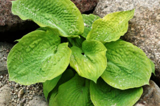Funkia 'Aspen Gold' - Hosta Albiqua 'Aspen Gold'
