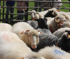 Wiosenny redyk w Ludźmierzu