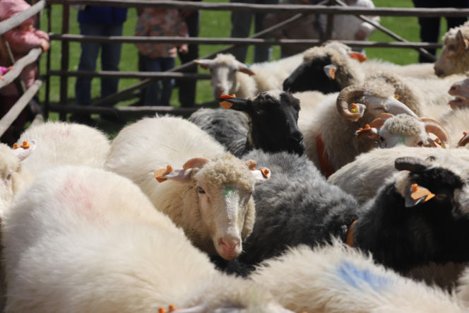 Wiosenny redyk w Ludźmierzu