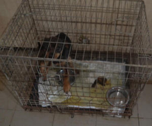 Akcja ratunkowa w likwidowanym schronisku Kocham Psisko w Mąkosach Nowych