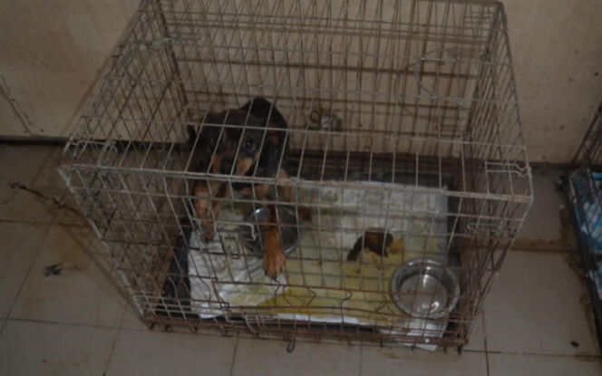 Akcja ratunkowa w likwidowanym schronisku Kocham Psisko w Mąkosach Nowych