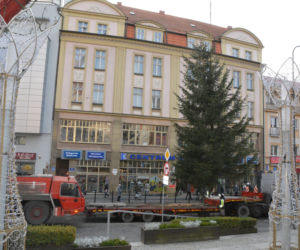 Miejska choinka już w Olsztynie. Ma ponad 8 metrów wysokości [ZDJĘCIA]