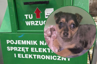 Doda cudem uniknęła śmierci! Właścicielka wyrzuciła ją do kontenera na elektrośmieci