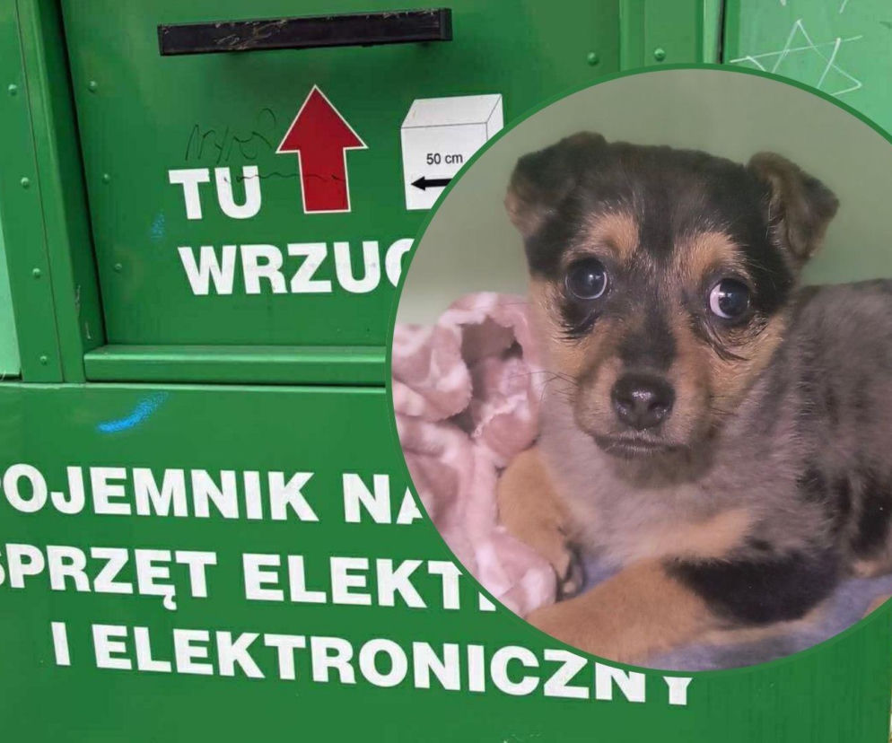 Szczeniak wyrzucony do kontenera na elektrośmieci. Symboliczne imię suczki