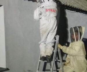Zagrożenie zlikwidowane! Strażacy z Nowego Duninowa usunęli gniazdo szerszeni