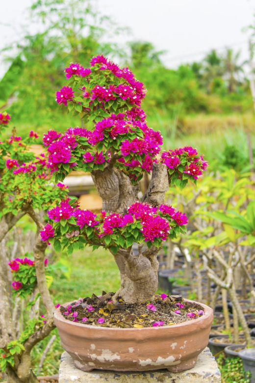 Bugenwilla - bonsai