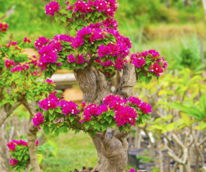 Bugenwilla - bonsai