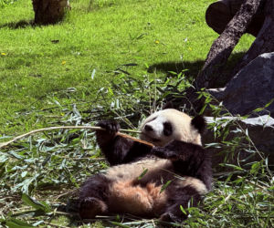 Pandy ZOO Berlin